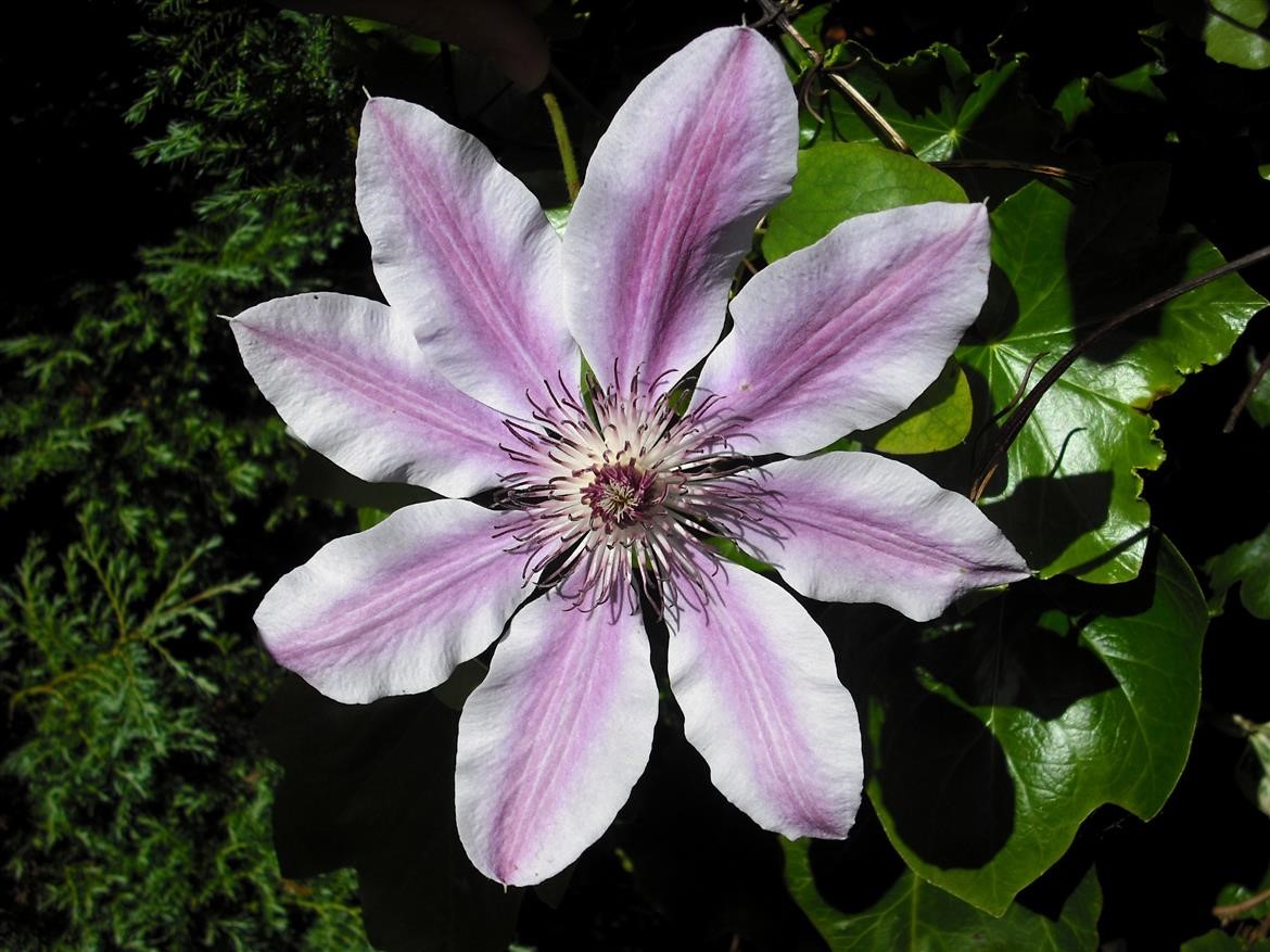 How to plant clematis - Burston Garden Centre