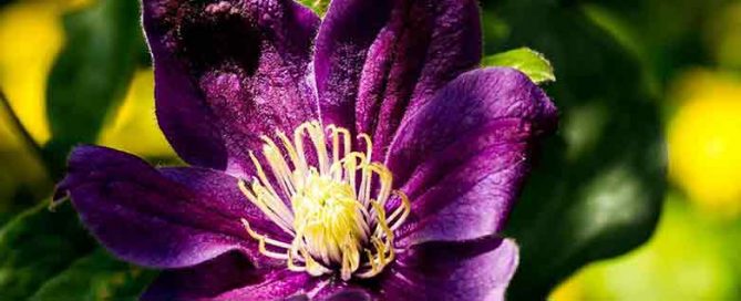 How to plant clematis - Burston Garden Centre