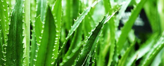 Improving Air Quality with Aloe Vera
