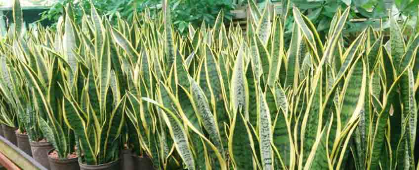 Improving Air Quality with Snake Plants