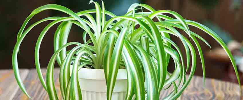 Improving Air Quality with Spider Plants