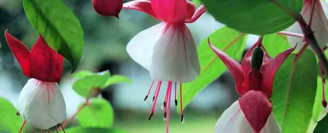 July jobs for the garden - Fuchsia