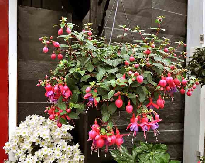 July jobs for the garden - hanging baskets