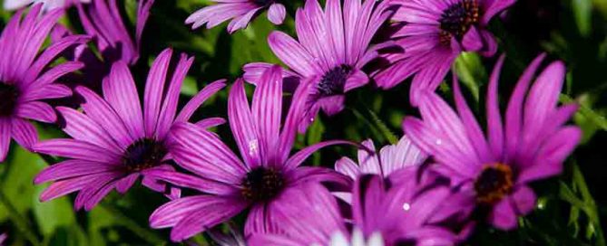 June jobs for the garden - African Daisy Flower