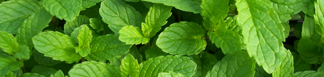 Grow Your Own Mint - Burston Garden Centre