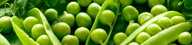 Grow Your Own Peas - Burston Garden Centre