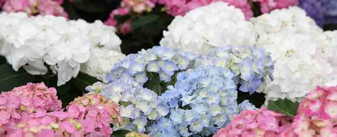 Red White and Blue Hydrangea - flowering