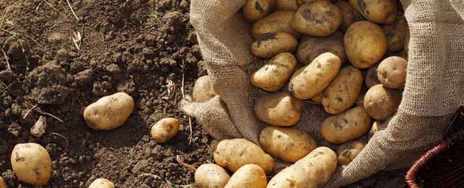 Seed potatoes - Burston Garden Centre blog