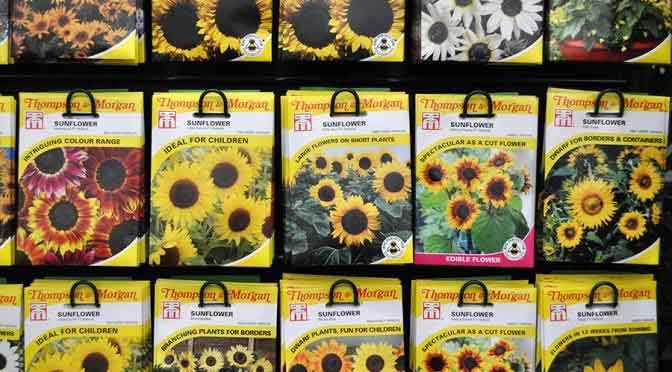 Sunflower Seeds - Jobs to do in May - Garden Tips by Burston Garden Centre