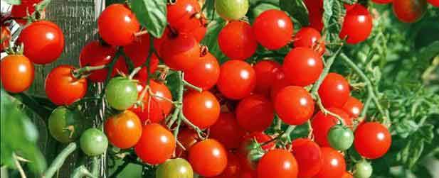 Tomato Plants - Jobs to do in May - Garden Tips by Burston Garden Centre