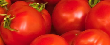 Grow Your Own Tomatoes - Burston Garden Centre