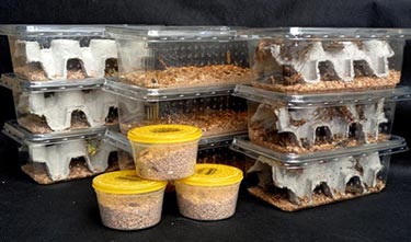 Aquatics Special Offers - Livefood