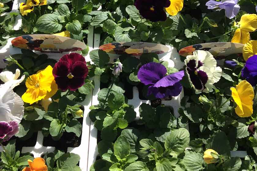 Plants at Burston Garden Centre - Bedding