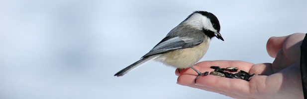 Pet and Bird Care - Burston Garden Centre