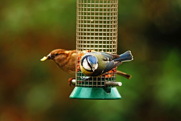 Pet and Bird Care - Bird Feeders