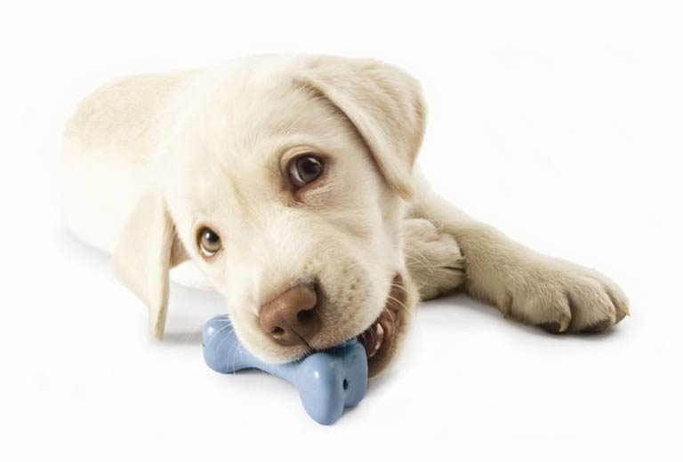 Dog Toys at Burston Garden Centre