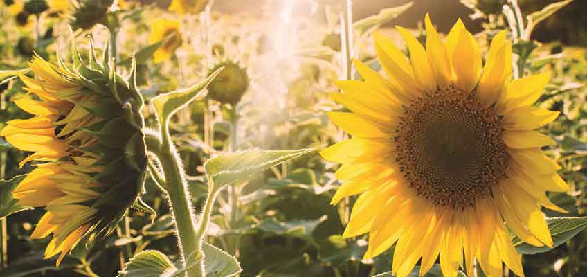 Love the Plot You’ve Got – Summer inspiration Love the Plot You've Got - Summer inspiration