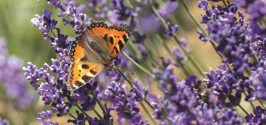 Love the Plot Youve Got – Summer inspiration Love the Plot You've Got - Summer inspiration