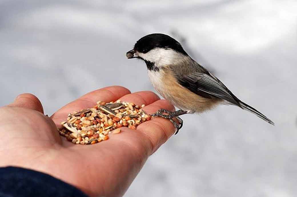 Pet deals bird food
