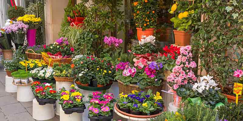 Plants at Burston Garden Centre - Summer Bedding