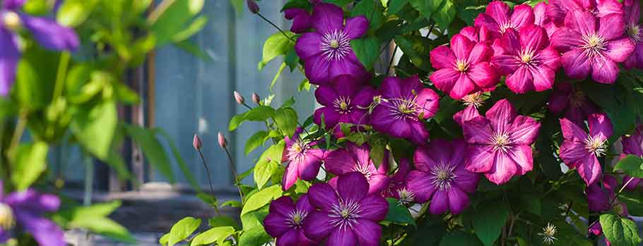 Plants at Burston Garden Centre - Clematis