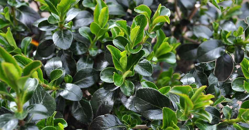 Plants at Burston Garden Centre – Evergreen Plants at Burston Garden Centre - Evergreen