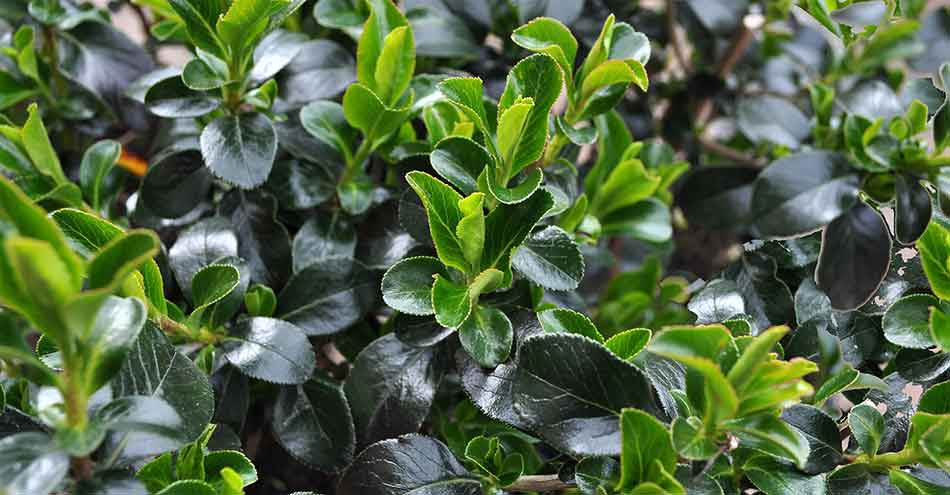 Plants at Burston Garden Centre - Evergreen