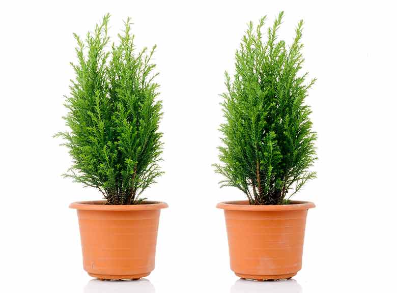 Plants at Burston Garden Centre – Evergreen Plants at Burston Garden Centre - Evergreen