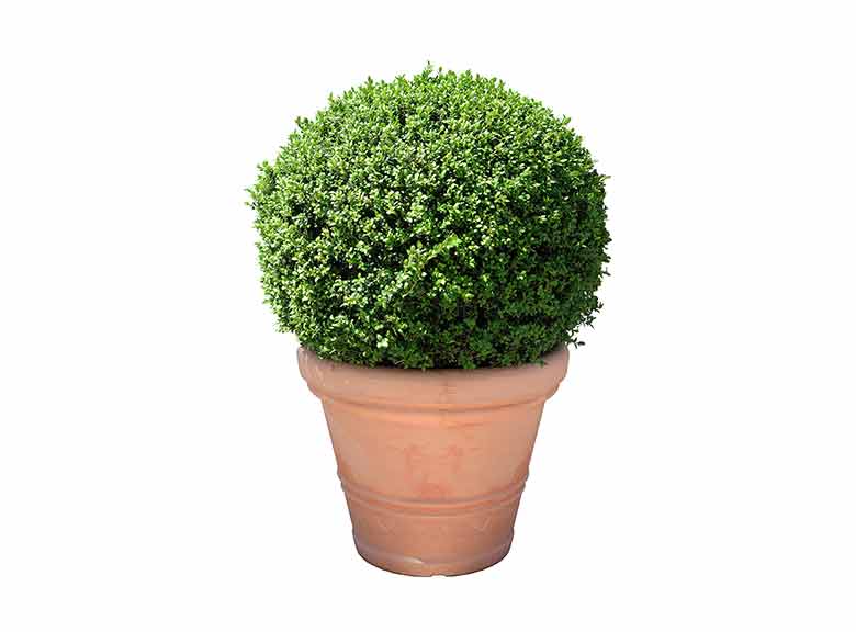 Plants at Burston Garden Centre – Evergreen Plants at Burston Garden Centre - Evergreen