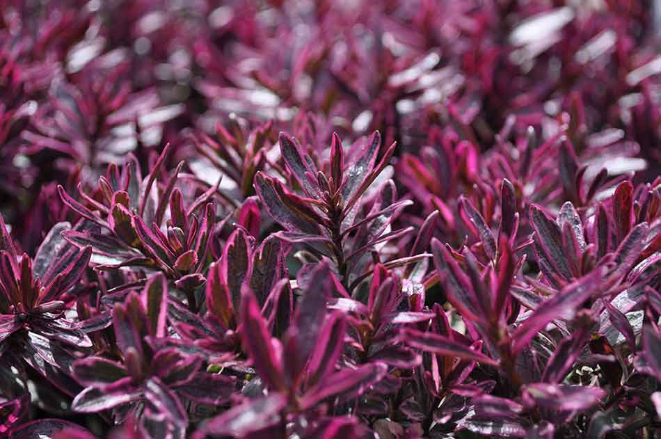 Plants at Burston Garden Centre - Low Growing