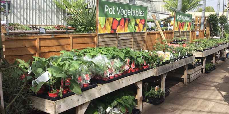 Plants at- Burston Garden Centre - Herbs & Veg