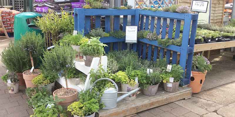 Plants at- Burston Garden Centre - Herbs & Veg