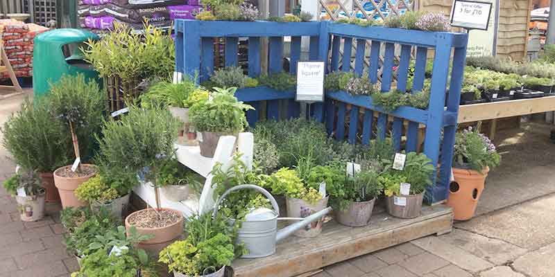 Plants at- Burston Garden Centre – Herbs & Veg Plants at- Burston Garden Centre - Herbs & Veg