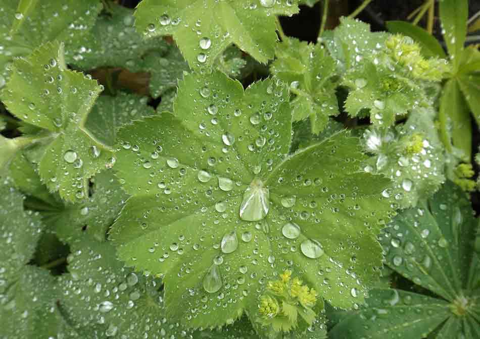 Plants at Burston Garden Centre - Low Growing