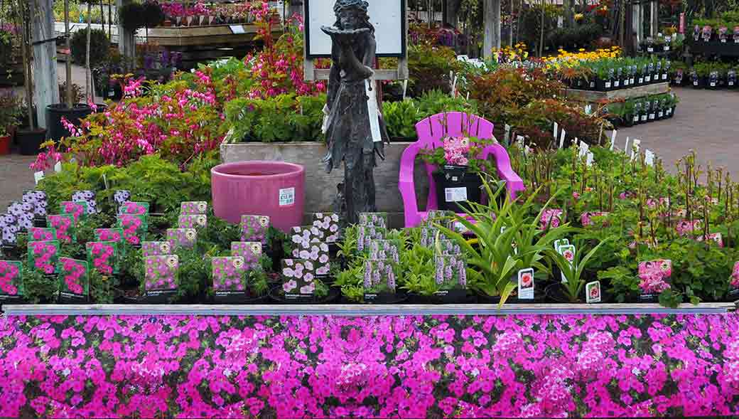 Plants at Burston Garden Centre - Perennials