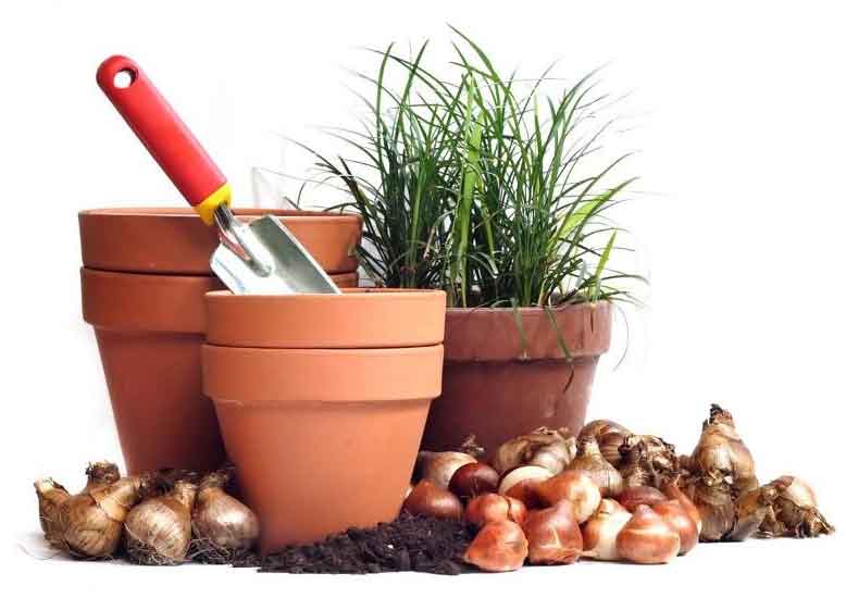 Plants at Burston Garden Centre – Seeds & Bulbs Plants at Burston Garden Centre - Seeds & Bulbs