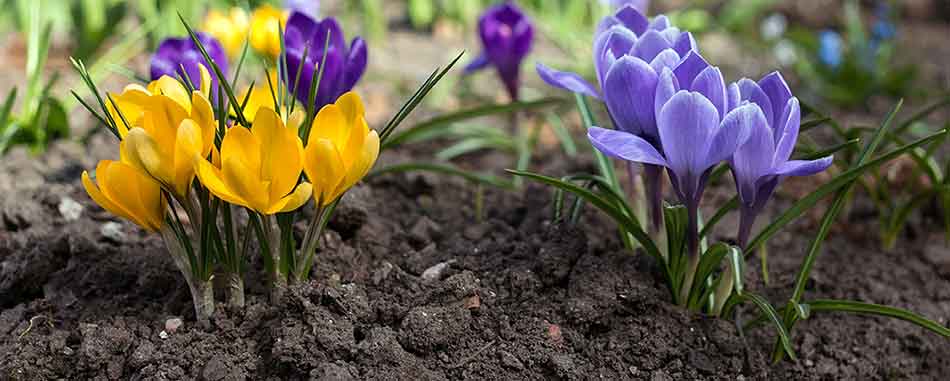 Plants at Burston Garden Centre - Planting Seeds & Bulbs