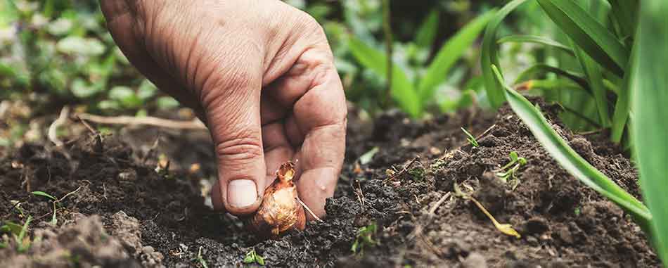 Plants at Burston Garden Centre - Planting Seeds & Bulbs