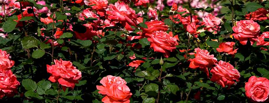 Plants at Burston Garden Centre - Roses