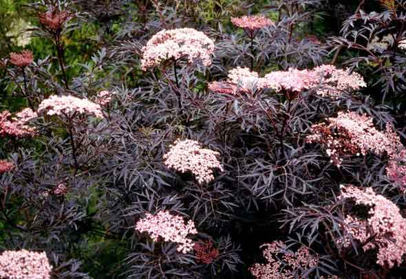 Plants at Burston Garden Centre - Sambucus Nigra Blacklace