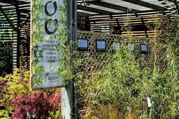 Plants at- Burston Garden Centre - Shade