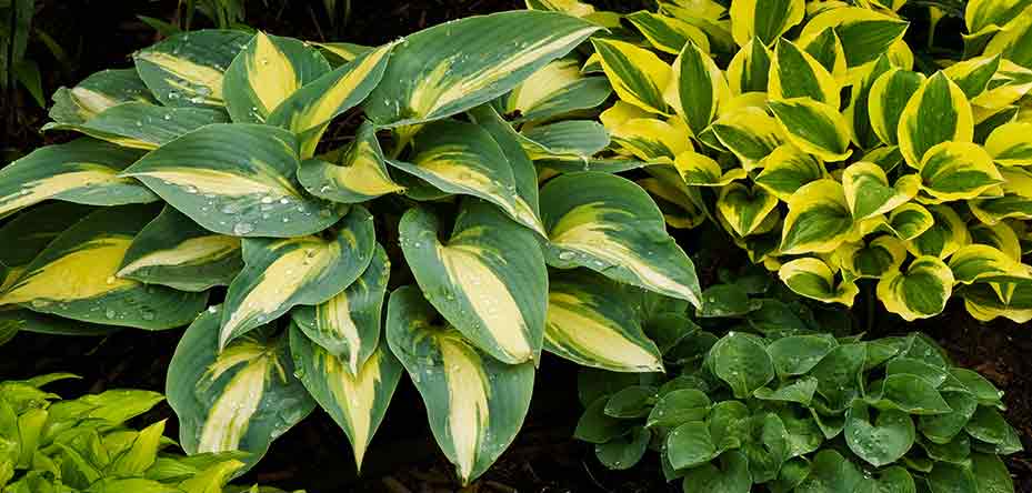 Plants at Burston Garden Centre - Shade