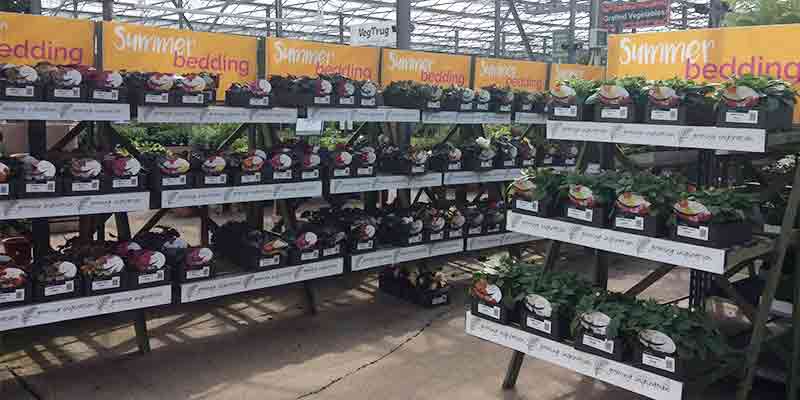 Plants at Burston Garden Centre - Summer Bedding