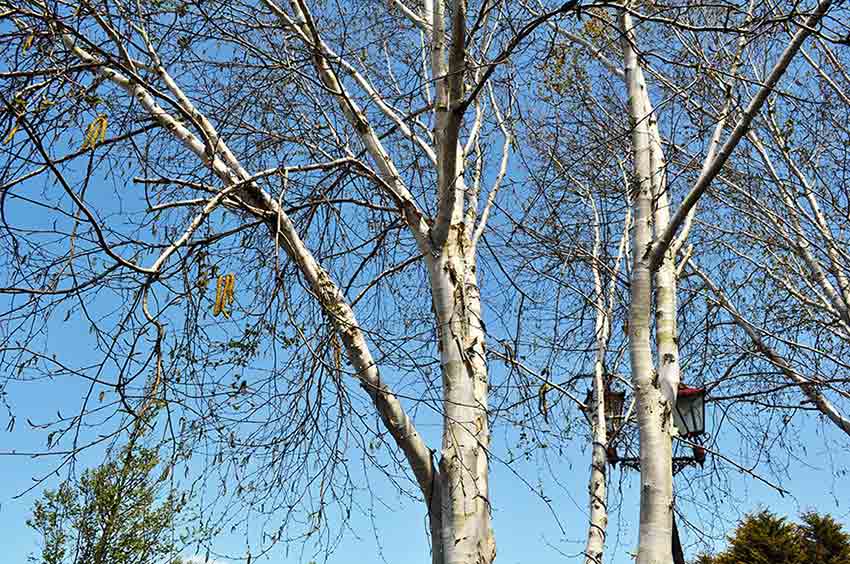 Plants at Burston Garden Centre - Trees