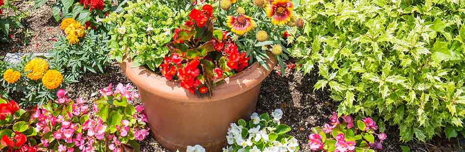 Plants at Burston Garden Centre