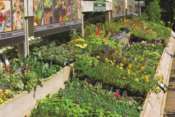 Plants at Burston Garden Centre