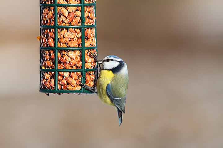 RSPB Bird Feeder - Burston Pet Care