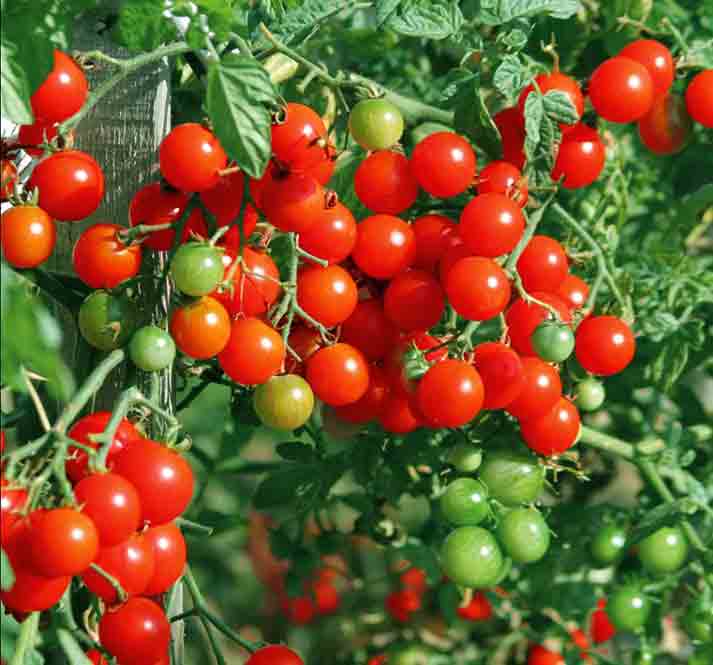 Tomato Week Special Offers - Tomato