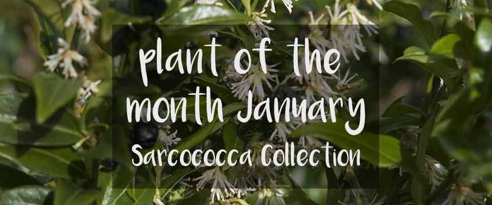 Plant of The Month for January at Burston Garden Centre – Sarcococca Collection Plant of the month at Burston Garden centre