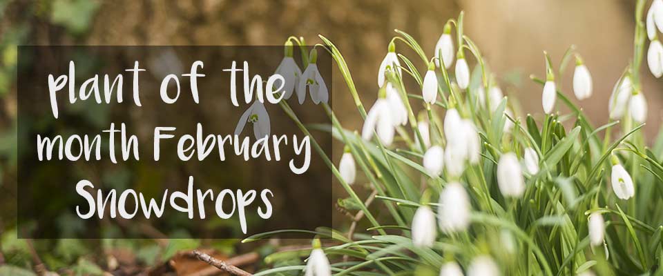 Plant of The Month for February at Burston Garden Centre – Snowdrops Plant of the month at Burston Garden centre